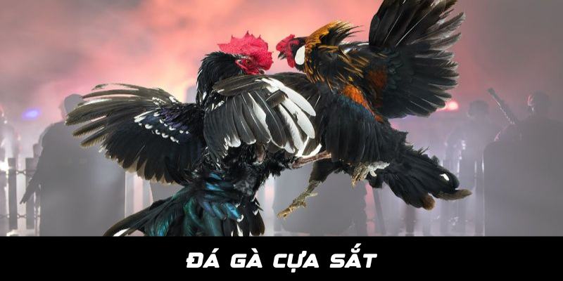 Đá Gà Jun88 - JUN88 - hình ảnh - stogzcpqy.top