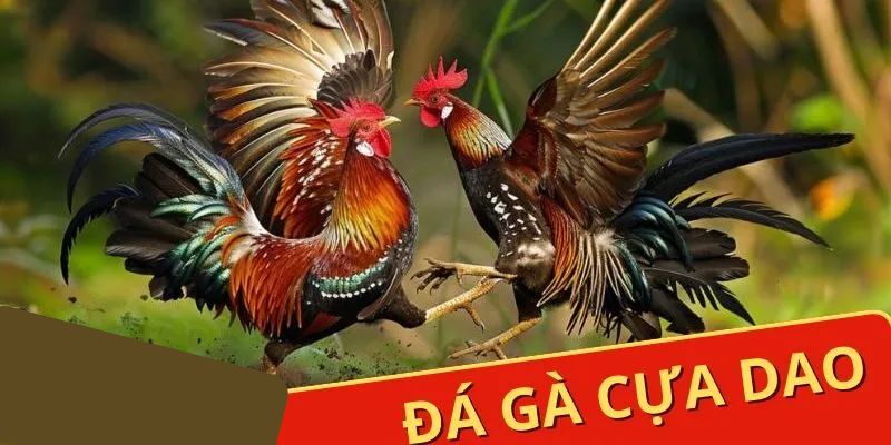 Đá Gà Jun88 - JUN88 - hình ảnh - stogzcpqy.top