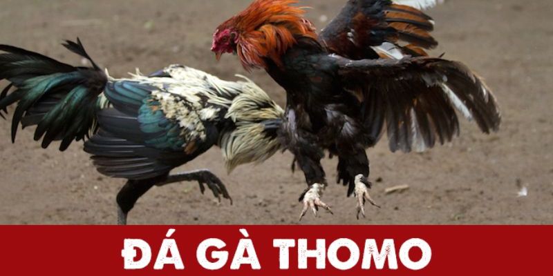 Đá Gà Jun88 - JUN88 - hình ảnh - stogzcpqy.top